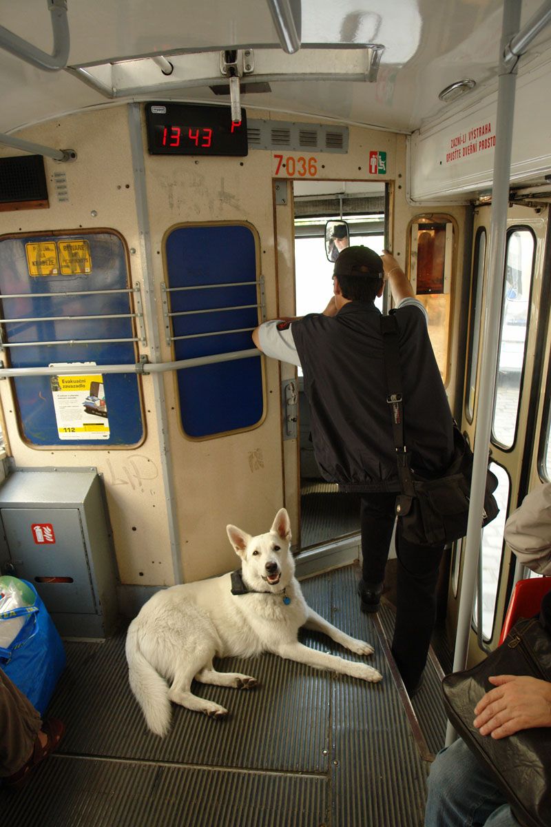 Psi bez koku a bez vodtka mi v tramvajch dost vadj:-(